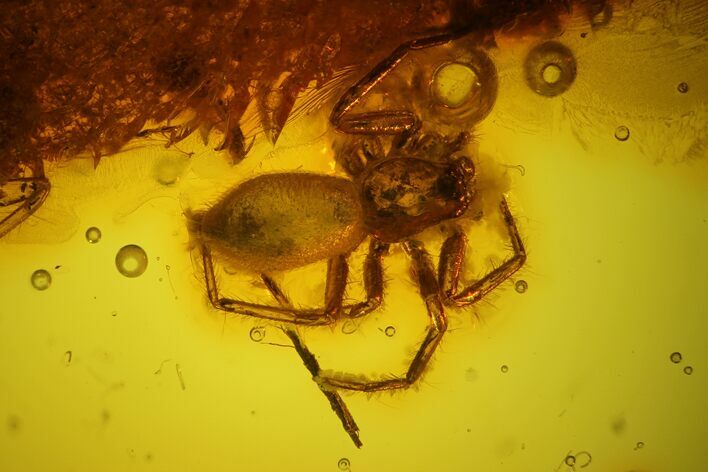 Detailed Fossil Spider (Araneae) In Baltic Amber #128284